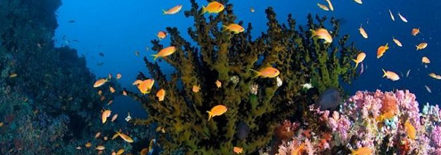 Ormus Minerals Rainbow Ocean Nectar Mariene Phytoplankton Benefits